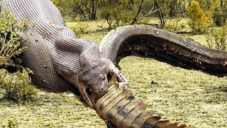 Extreme fight crocodile vs snake | OMG ! BOMB | Wild animal attack