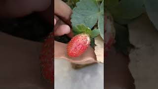 দেখুন টবে কিভাবে স্ট্রবেরি ধরেছে / Strawberry