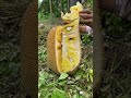 split jack fruit from indonesia jackfruit