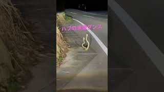 徳之島のハブの求愛ダンス