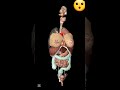 male and female organs in 3d animation 3danimation