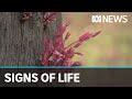 The Blue Mountains iconic eucalypt forests show signs of recovery after the bushfires | ABC News