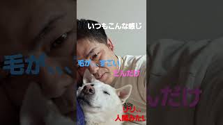 いつもこんな感じ#紀州犬#ドッグ#dog #Short#shorts #愛犬#犬