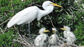 बगुला का छोटा बच्चा कैसे उड़ना सीखता है / how to fly heron child