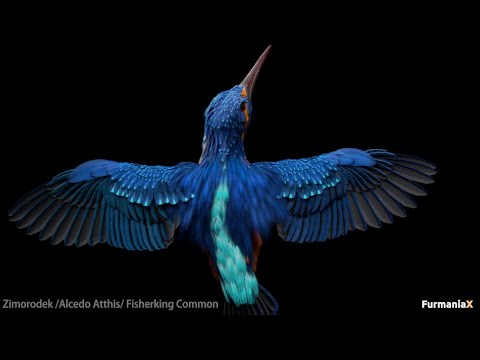 Birds Yeti Maya Youtube