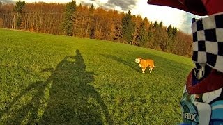 Angry dog is chasing us