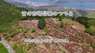 佐賀県伊万里市　竹の古場公園のつつじ　［2023/4/22］