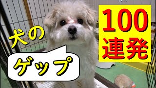 【閲覧注意】犬のゲップ100連発