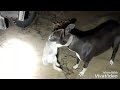 Тазымен қоян аулау. hunting hares with dogs. صيد الأرانب البرية مع الكلاب