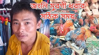 জংলি মুরগী ধরার সঠিক সময় | বন মোরগ ধরার কৌশল | পাহাড়ি মুরগী ধরার সিজন | Sajek Valley | Sajekian