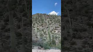 Saguaro National Park