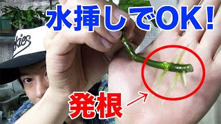 アグラオネマ ピクタムの増殖その後！ 水挿しに成功！ 芋もしっかりと芽吹いてます！ AZ便さんのクシャトリヤの魅力についても語ってます（笑）