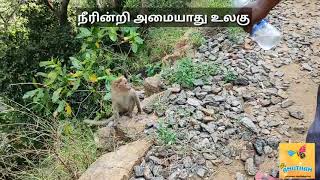 நீரின்றி அமையாது உலகு|Neeyindri Amayathu Ulagu