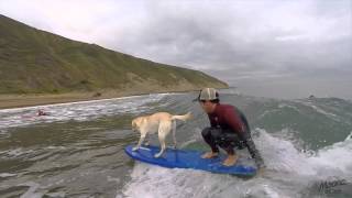 Mendi nuestro perro Surfer en MOANA SURF CAMP