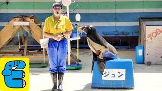 鳥羽イルカ島 アシカショー・イルカショー Sea Lion Show, Dolphins Show / Toba Dolphin Island, Toba-shi, Mie, Japan