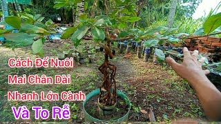 cách nuôi mai chân dài mau lớn càng to rễ của(Thành Trung Bonsai)