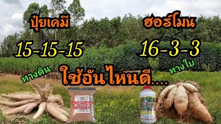 ขุดดูหัวมัน7เดือน/ใสปุ๋ยเคมีทางดินกับฉีดปุ๋ยฮอร์โมนทางใบ/แตกต่างจริงหรือมั่วกันแน่!!!!!!