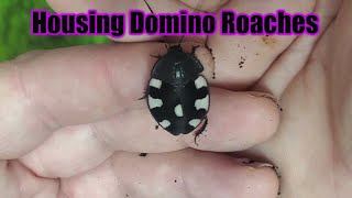 How To House Domino Roaches - Arachnotopia