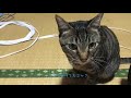 鳴きながら付いてくるストーカー猫から逃げてみた。