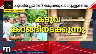 വയനാട്ടിൽ കടുവയുടെ ആക്രമണം; രണ്ട് പശുക്കളെ കടിച്ചുകൊന്നു | Wayanad