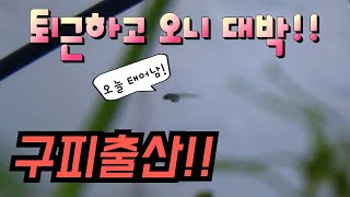 구피첫출산!!어항설치 1주일만에  구피치어가 태어났습니다!