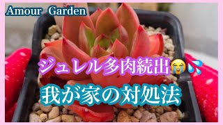 【多肉植物】ジュレ多肉続出❗️我が家の対処法❗️Amour  Garden.Succulent