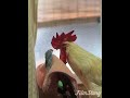 仲良しのニワトリとセキセイインコ