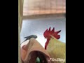 仲良しのニワトリとセキセイインコ