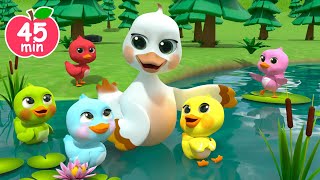 5 Little Ducks🐣 | Little Ducklings Counting | Newborn Educational Nursery Rhymes & Kids Songs