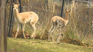 New baby vicuna - now we have two! [2]