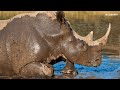 LIVE at the waterhole - 14 December 2025