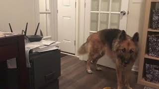 Stubborn Husky Always Gets What He Wants
