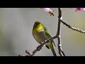 【4倍スローモーションで野鳥観察】メジロと蜂【特別な事は何も起らない動画】