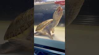 よく食べる　ハラガケガメ　Narrow bridged musk turtle / Claudius angustatus #shorts #shortsvideo