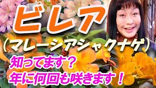 2022/11/21 ビレア(マレーシアシャクナゲ)は、秋を中心に年に何度も、シャクナゲのような奇麗なお花を咲かせます。鉢植えでお庭やベランダを彩る花木として、ぜひ知って欲しくてご紹介します！