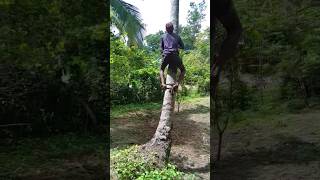 පොල් ගස්නම් නතින් 😏🌴 | climbing coconut tree | boththama