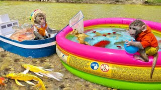 Baby monkey Bim Bim catching koi fish and bathing with ducklings in the pool is so cute