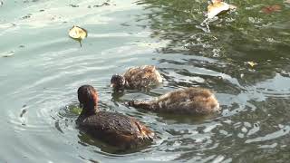 カイツブリ一家の食事