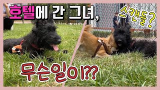 호텔 애견까페에서 스캔들? - 애견동반까페 | 애견동반호텔 | 소노캄고양 | 소노펫