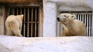 ホッキョクグマのバフィン親子(天王寺動物園)