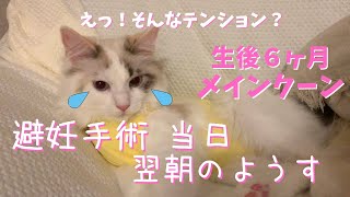 [ れあねこチャンネル ]  えっ！そんなテンション？日帰り避妊手術を終えて帰ってきた生後６ヶ月のメインクーンの当日 翌日の様子