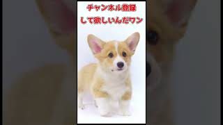 【犬の癒し動画】遊び疲れてとんでもない格好で寝落ちしているワンちゃん #shorts #犬 #子犬 #犬のいる暮らし #dog #dogs #doglover