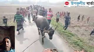 অবশেষে পাগলা মহিষ আটক।