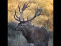 Venado bramando en el desierto