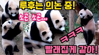 루이와 후이는 사람처럼 의논해요!😱후동석의 힘을 생각지 못하고 그만...🤣아아바오는 오이모의 부름에 응답을 하는데...너무 웃겨!😆