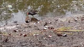 The Common Moorhen in 60 Seconds