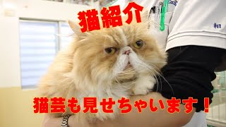 【ちば愛犬プチ講座】ちば愛犬の猫ちゃん紹介＆芸見せちゃいます!!