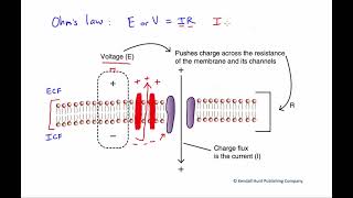 Figure 3.18. Ohm's law