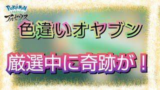 必見!!奇跡が2回色厳選中におきます。【色違いオヤブン】【レジェンズアルセウス】