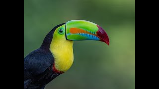 The Birds of Colombia